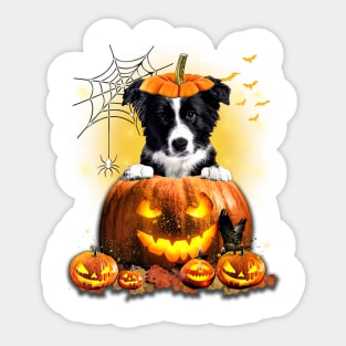 Border Collie Spooky Halloween Pumpkin Dog Head Sticker